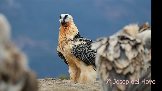 Bartgeier (barbatus) - ML649499946