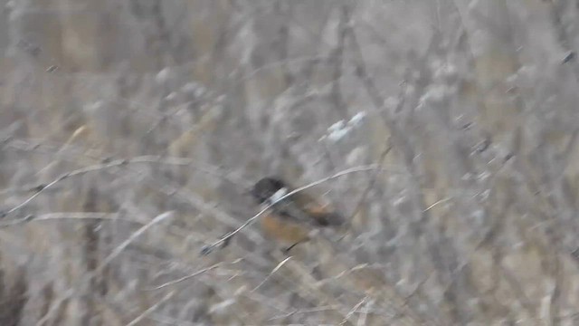 Schwarzkehlchen - ML649499971