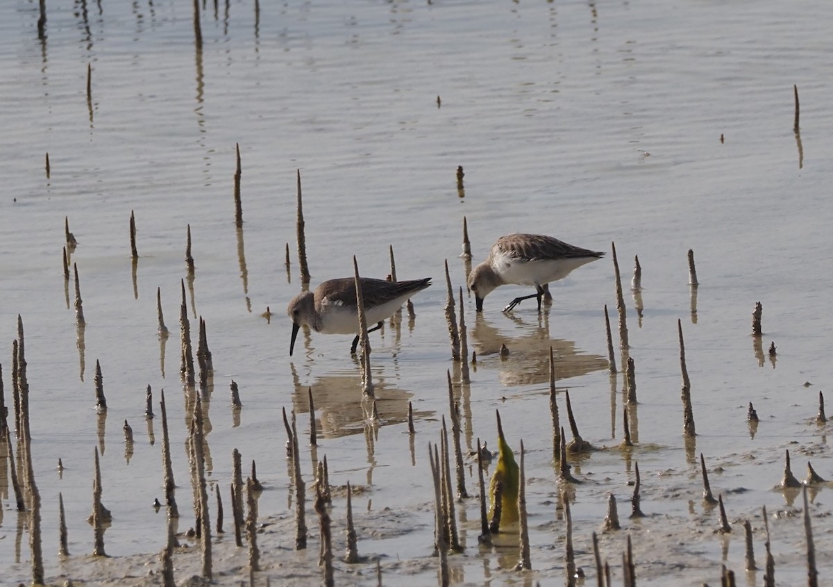 ハマシギ - ML649500040