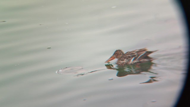 Löffelente - ML649500178