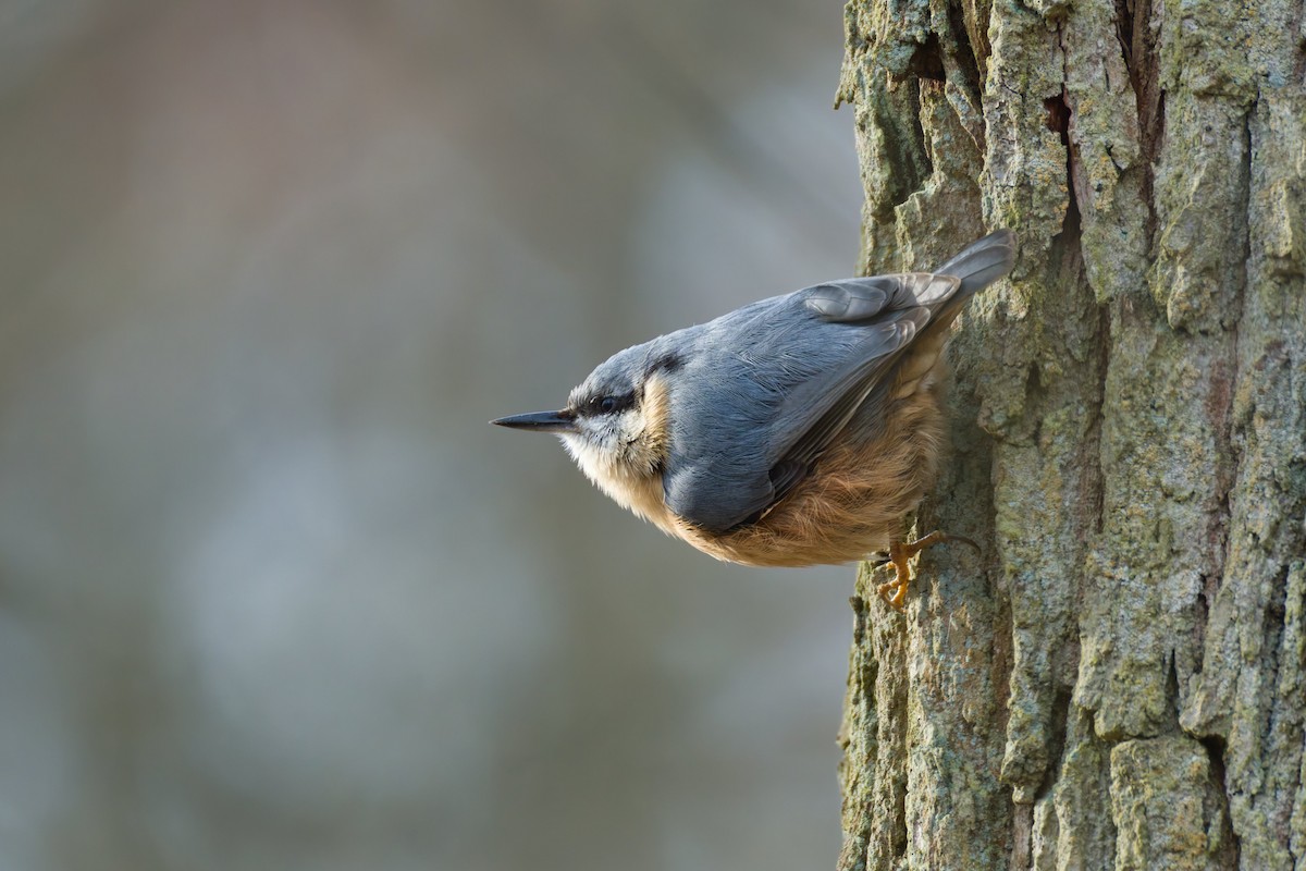 Повзик звичайний - ML649500203
