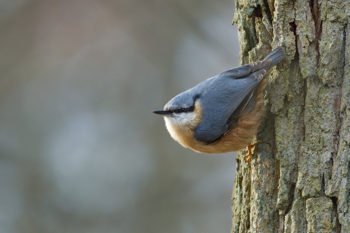 Повзик звичайний - ML649500204