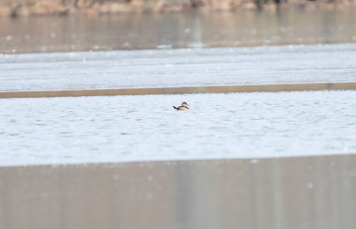 kachnice kaštanová - ML649500249