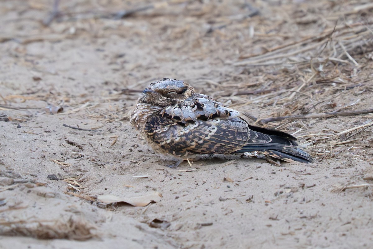 Fiery-necked Nightjar - ML649501018