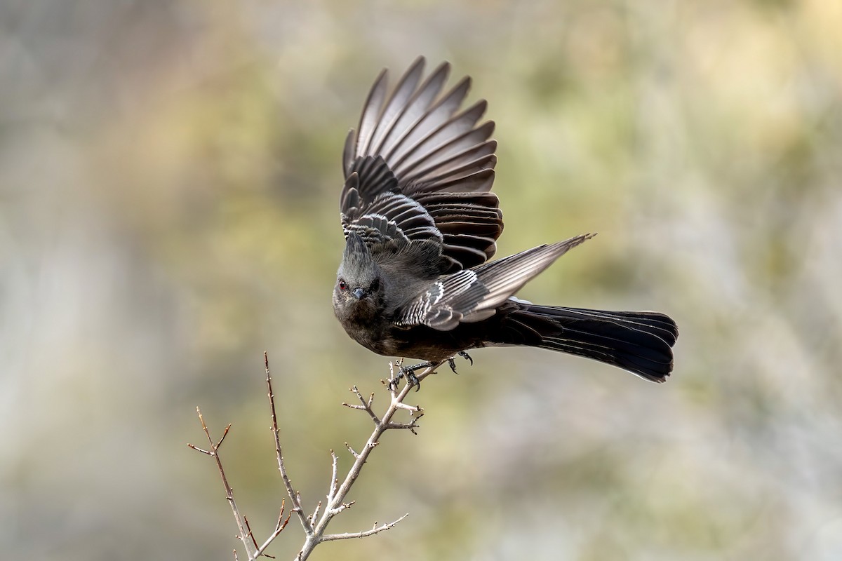 Phainopepla - ML649501057