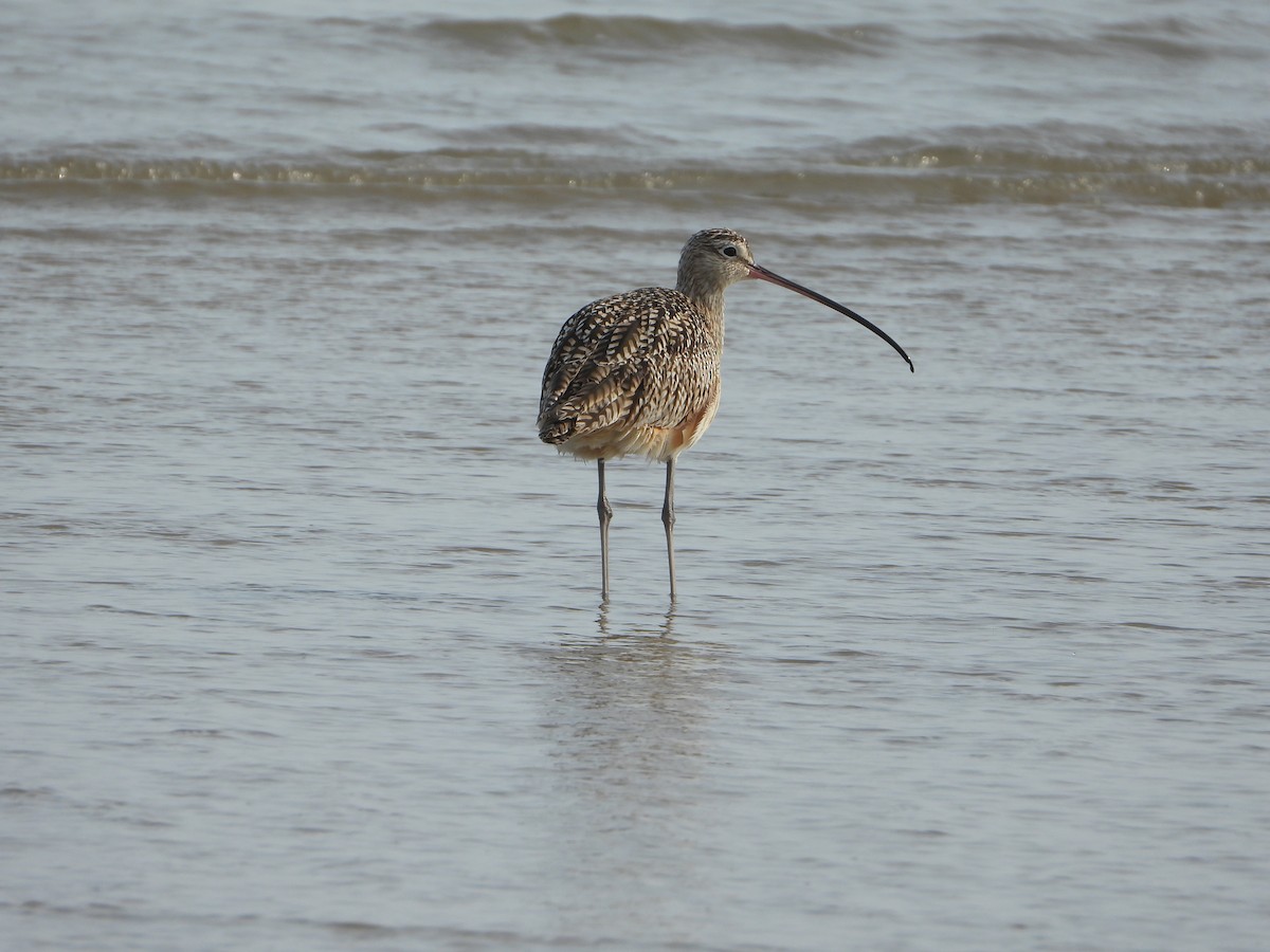 Kurlinta amerikarra - ML649501148