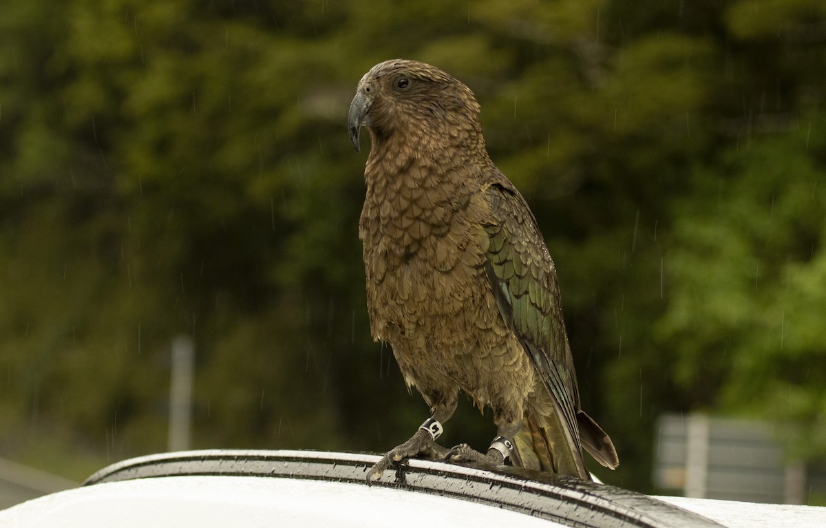 Kea - ML649501158