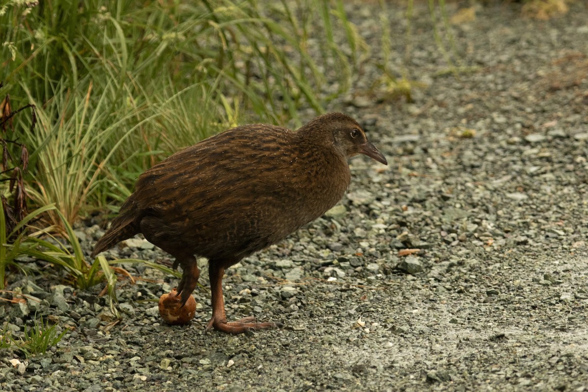 Weka - ML649501171