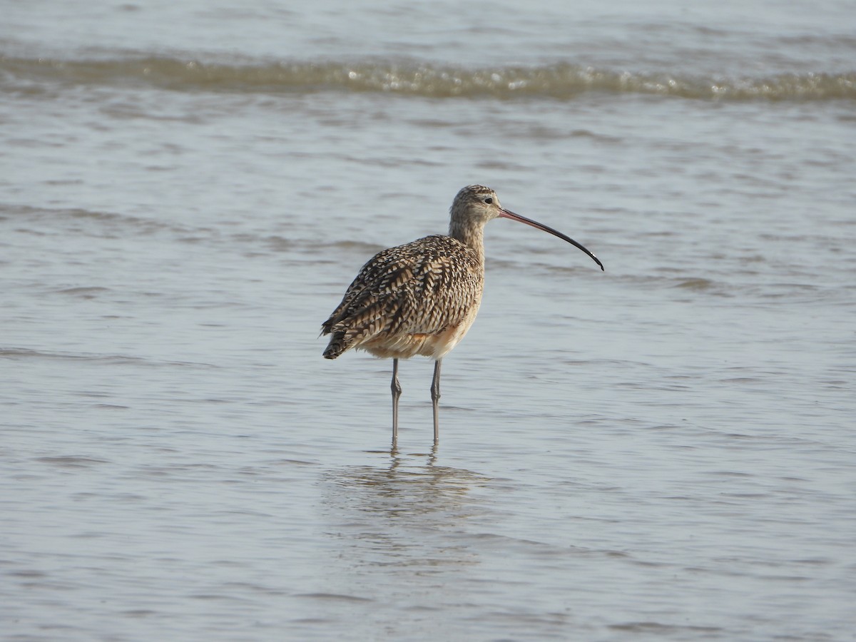 Kurlinta amerikarra - ML649501180