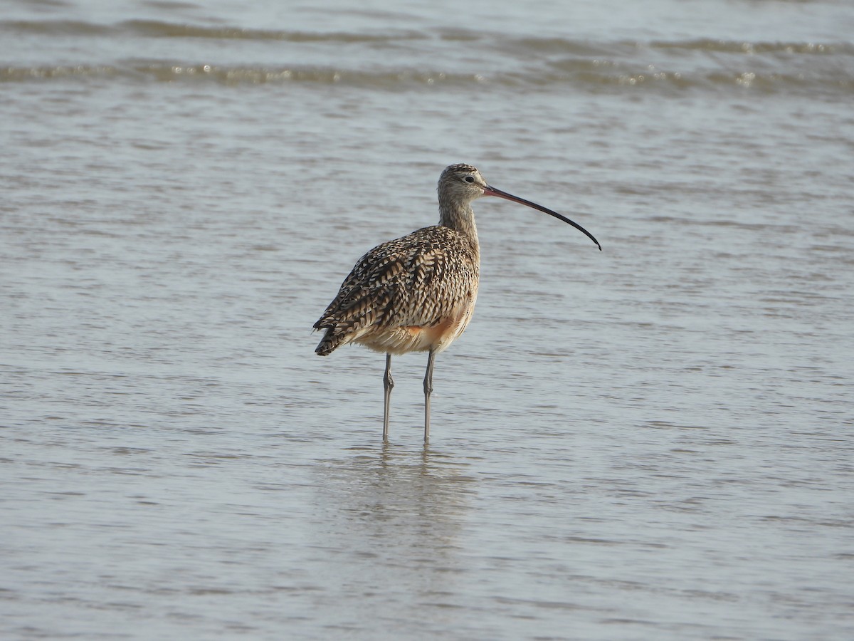 Kurlinta amerikarra - ML649501182