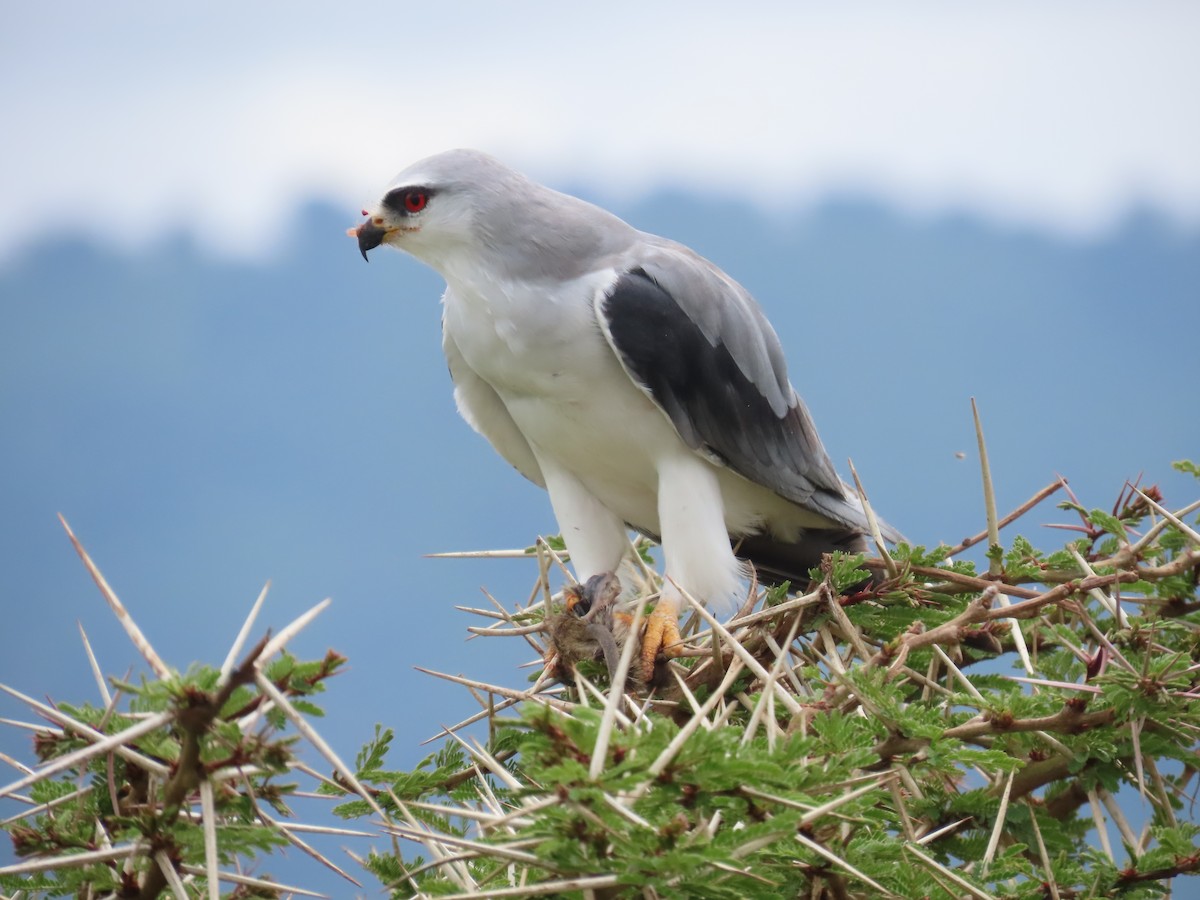 Elano urdina - ML649501300