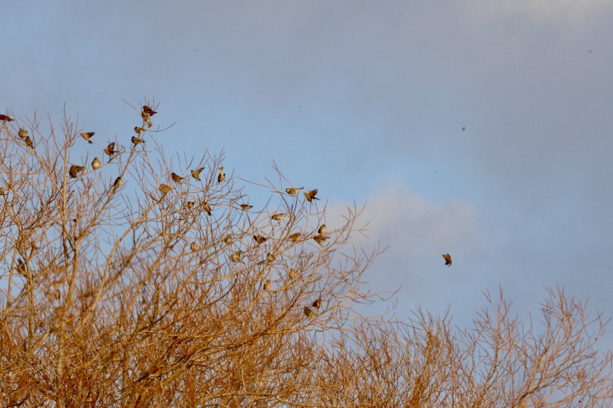 Txolarre iluna - ML649501311