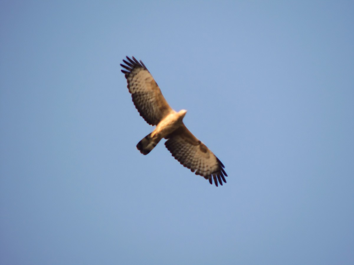 Liztorjale ekialdetarra - ML649501314