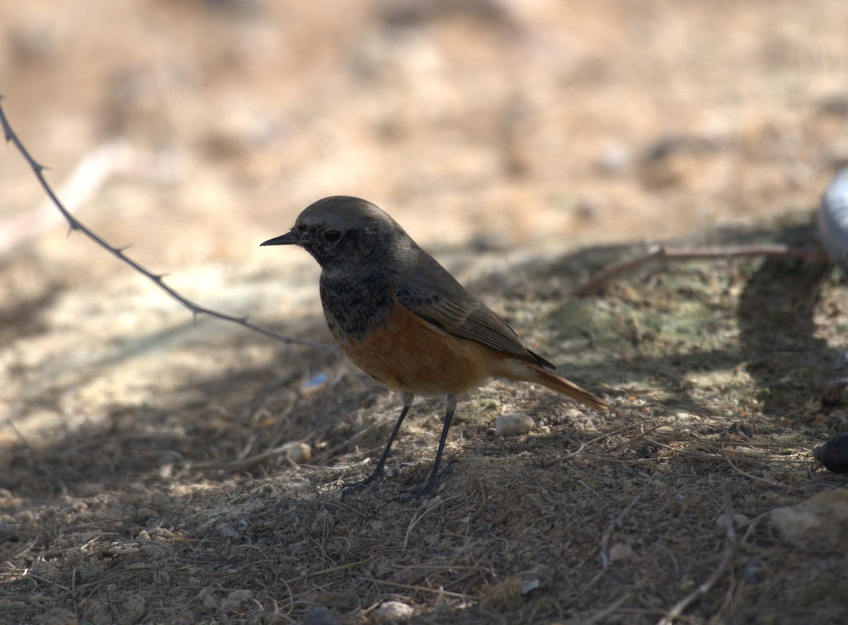 Buztangorri iluna - ML649501320