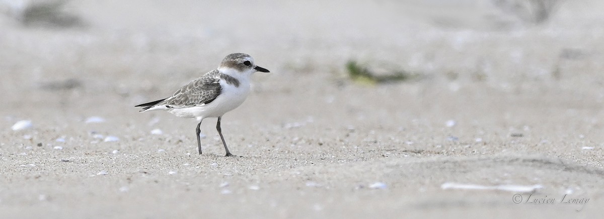 Txirritxo hankabeltza - ML649501321