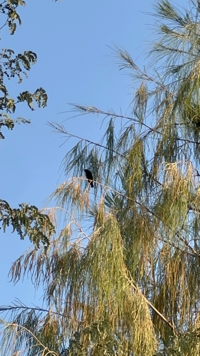 Purple Sunbird - ML649501325