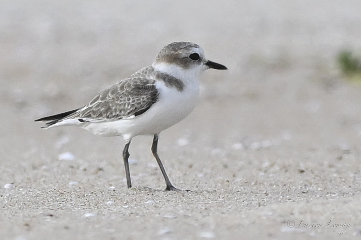 Txirritxo hankabeltza - ML649501326