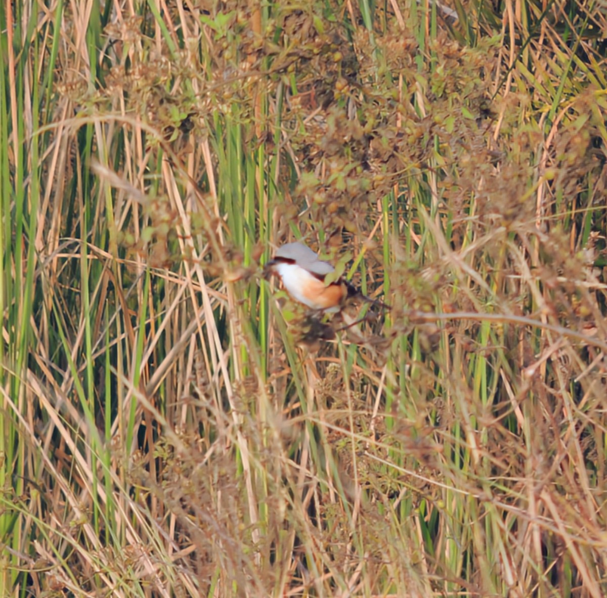 Antzandobi isats-luzea - ML649501327