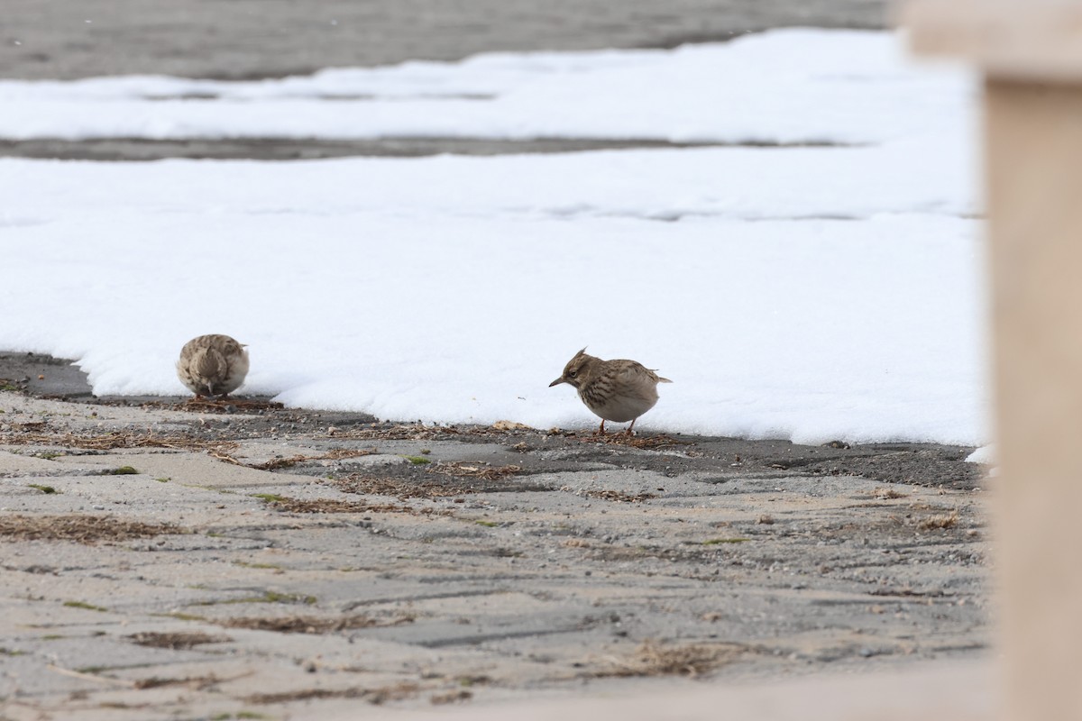 Kutturlio arrunta - ML649501328