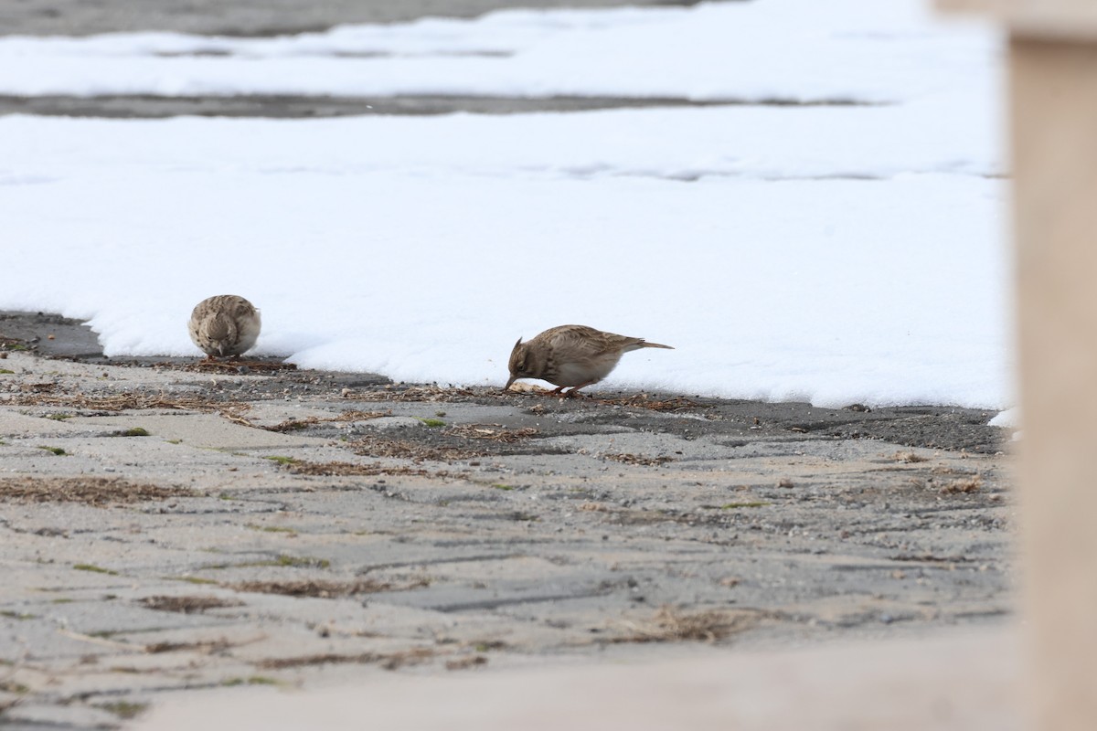 Kutturlio arrunta - ML649501329