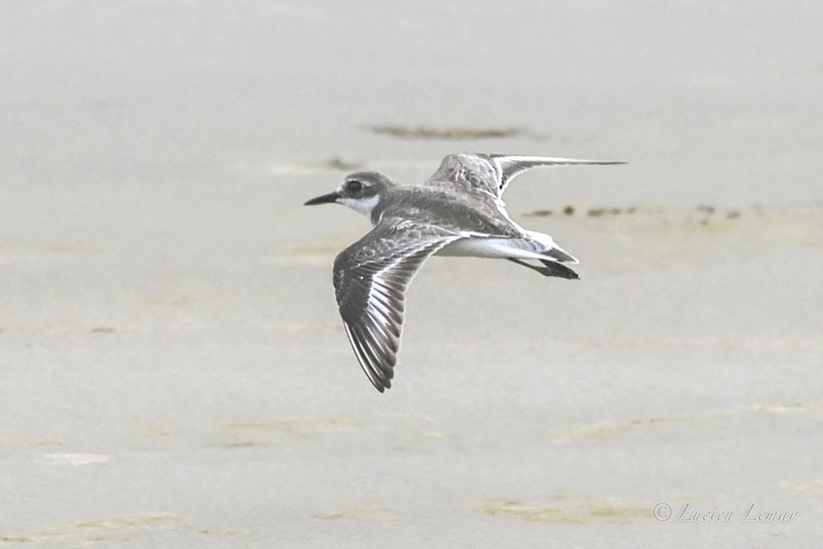 Txirritxo hankabeltza - ML649501330