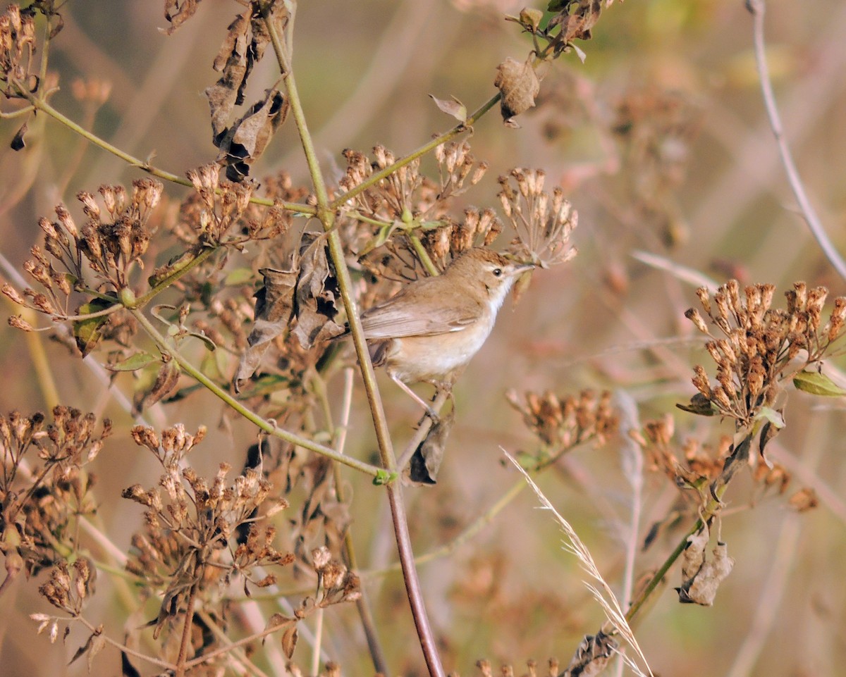 Sasi-txori txikia - ML649501331