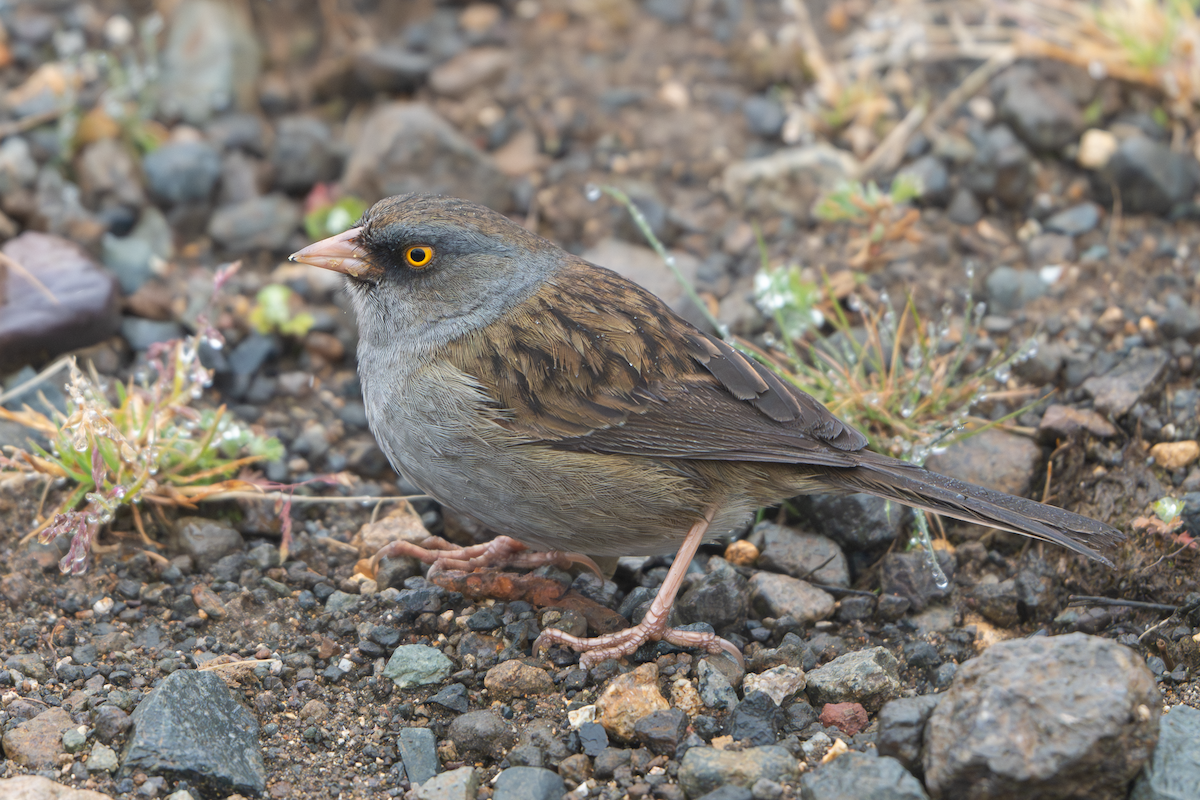 Volcano Junco - ML649501332