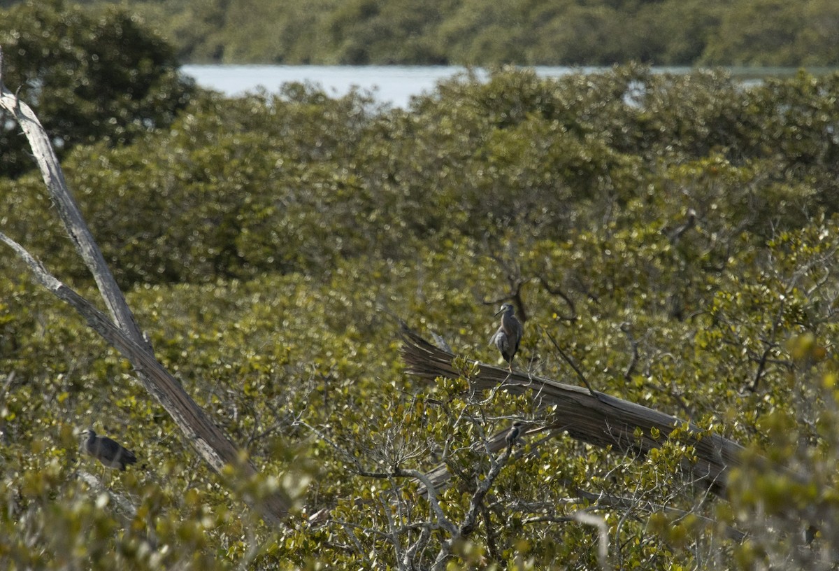 White-faced Heron - ML649501334