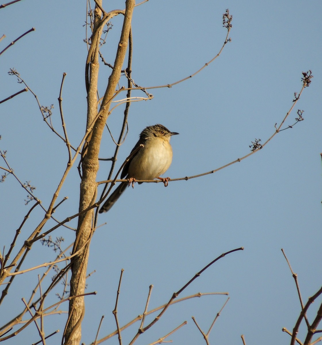 Jungle Prinia - ML649501335