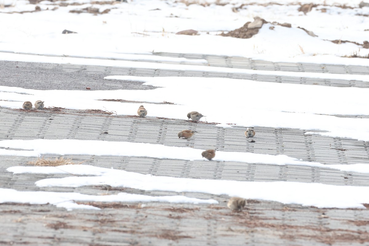 Txoka arrunta - ML649501337