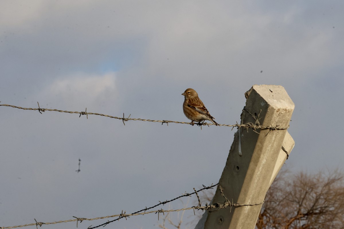 Txoka arrunta - ML649501338