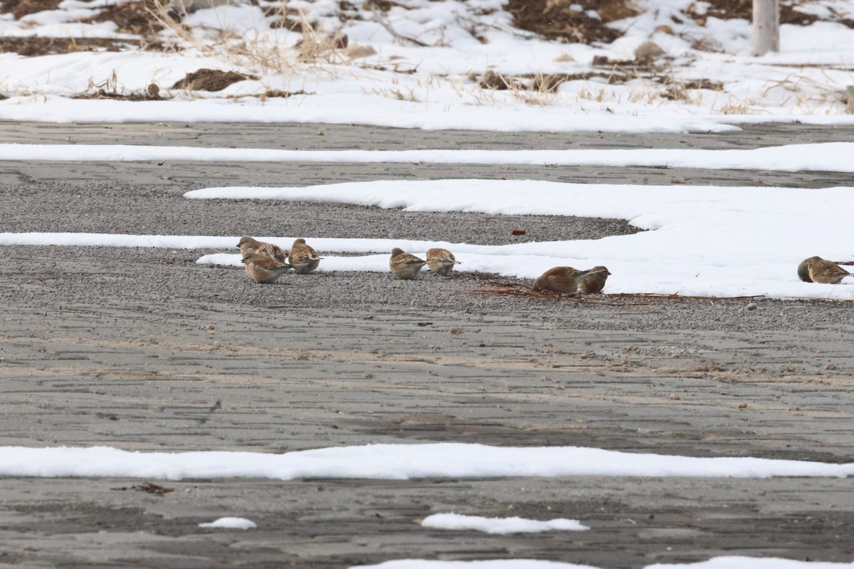 Txoka arrunta - ML649501339