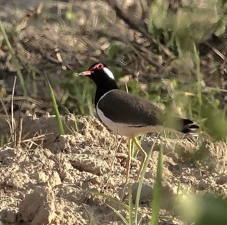Hegabera musugorria - ML649501340