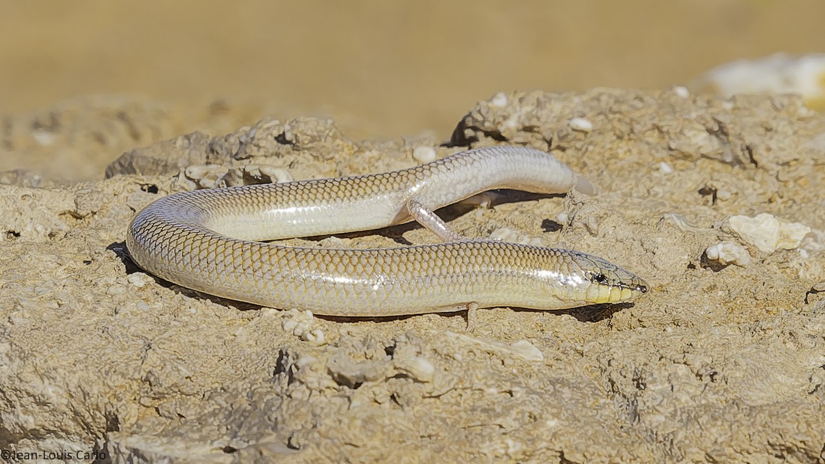 Many-scaled Cylindrical Skink - ML649501341