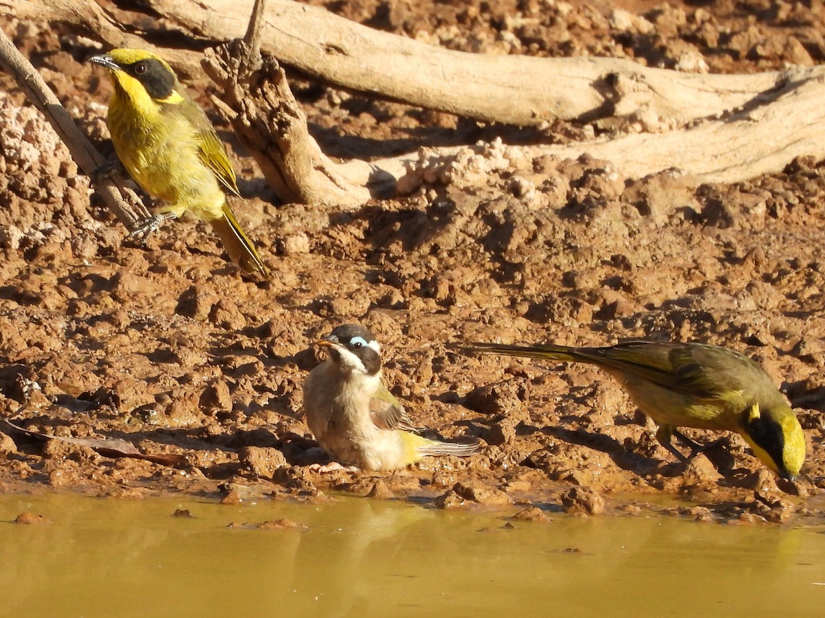 Black-chinned Honeyeater (Black-chinned) - ML649501342