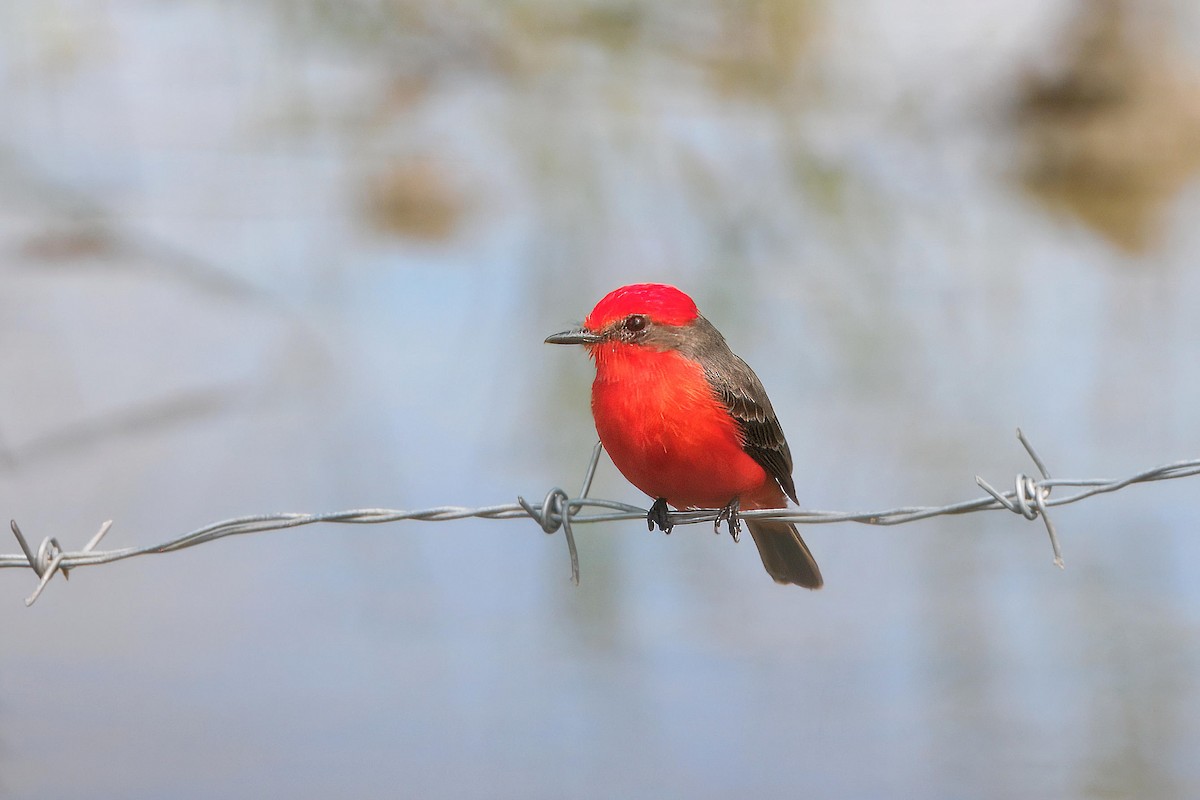 Vermilion Flycatcher - ML649501345