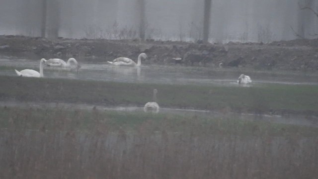 Singschwan - ML649501590