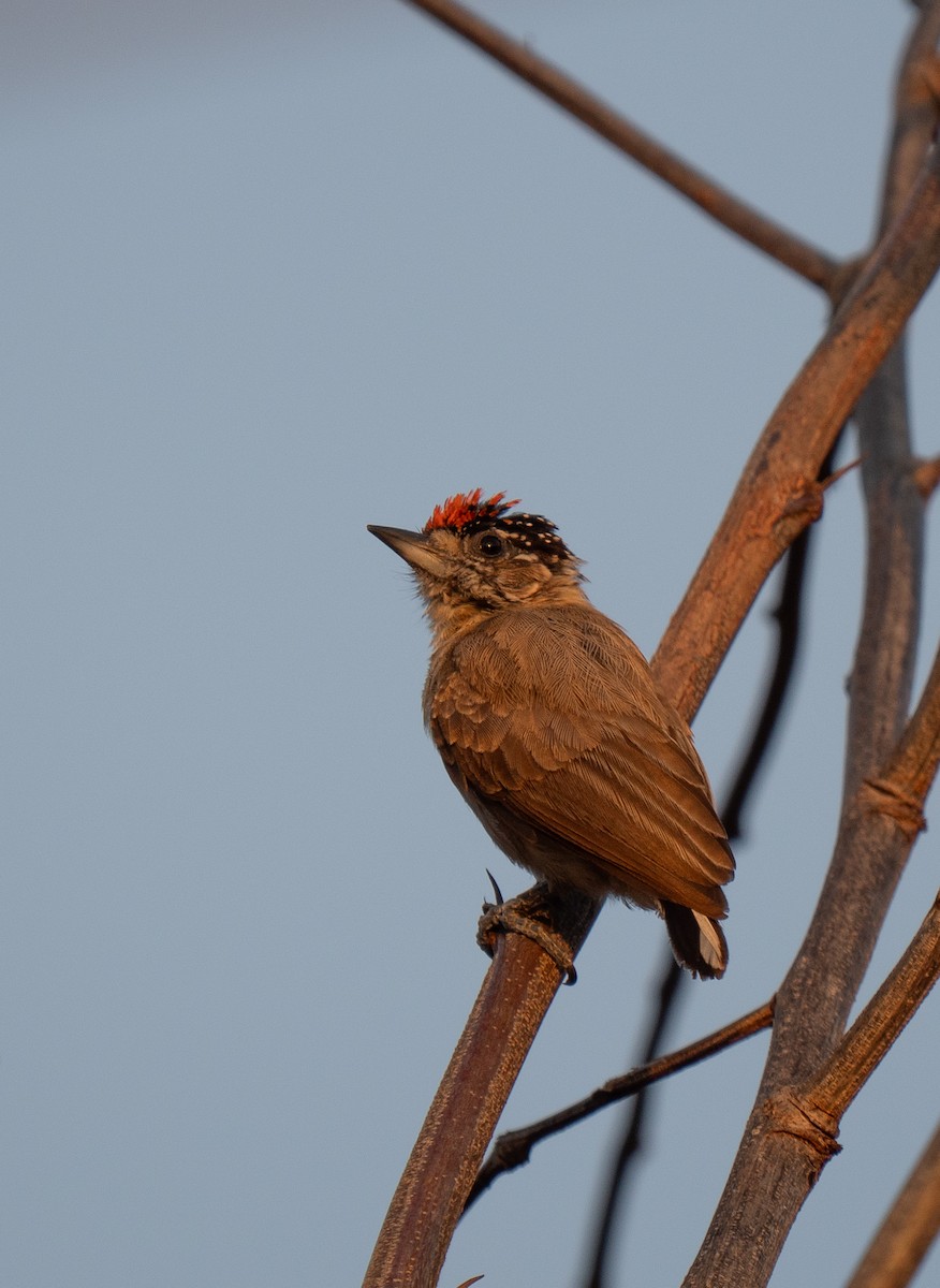 Picumne ocré - ML649501691