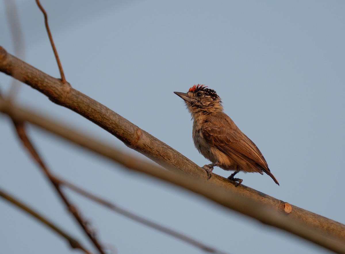 Picumne ocré - ML649501692