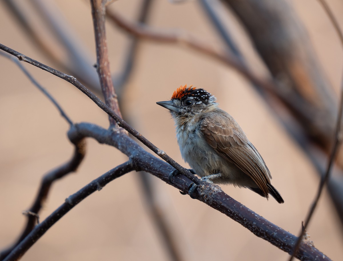 Picumne ocré - ML649501693