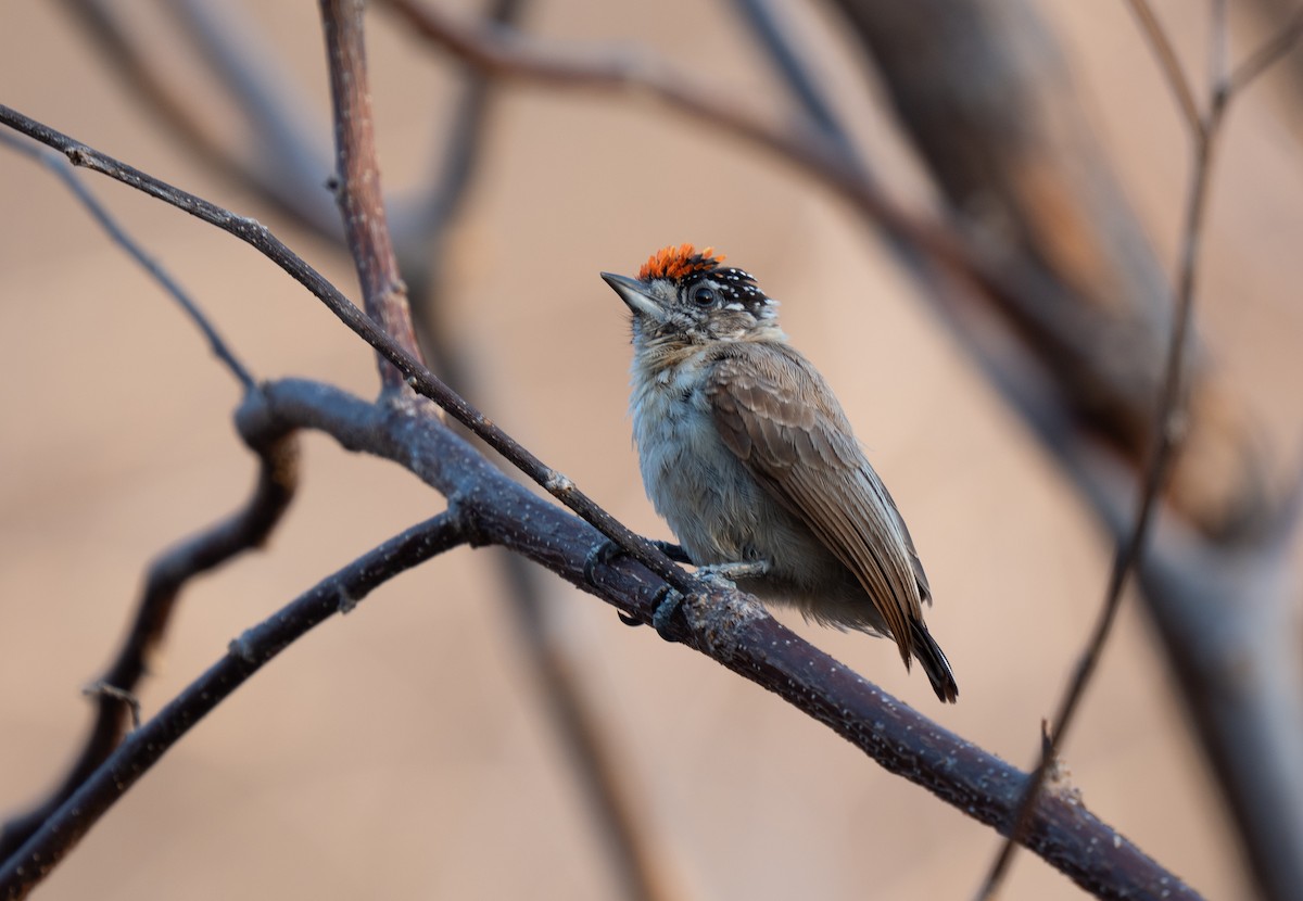 Picumne ocré - ML649501694