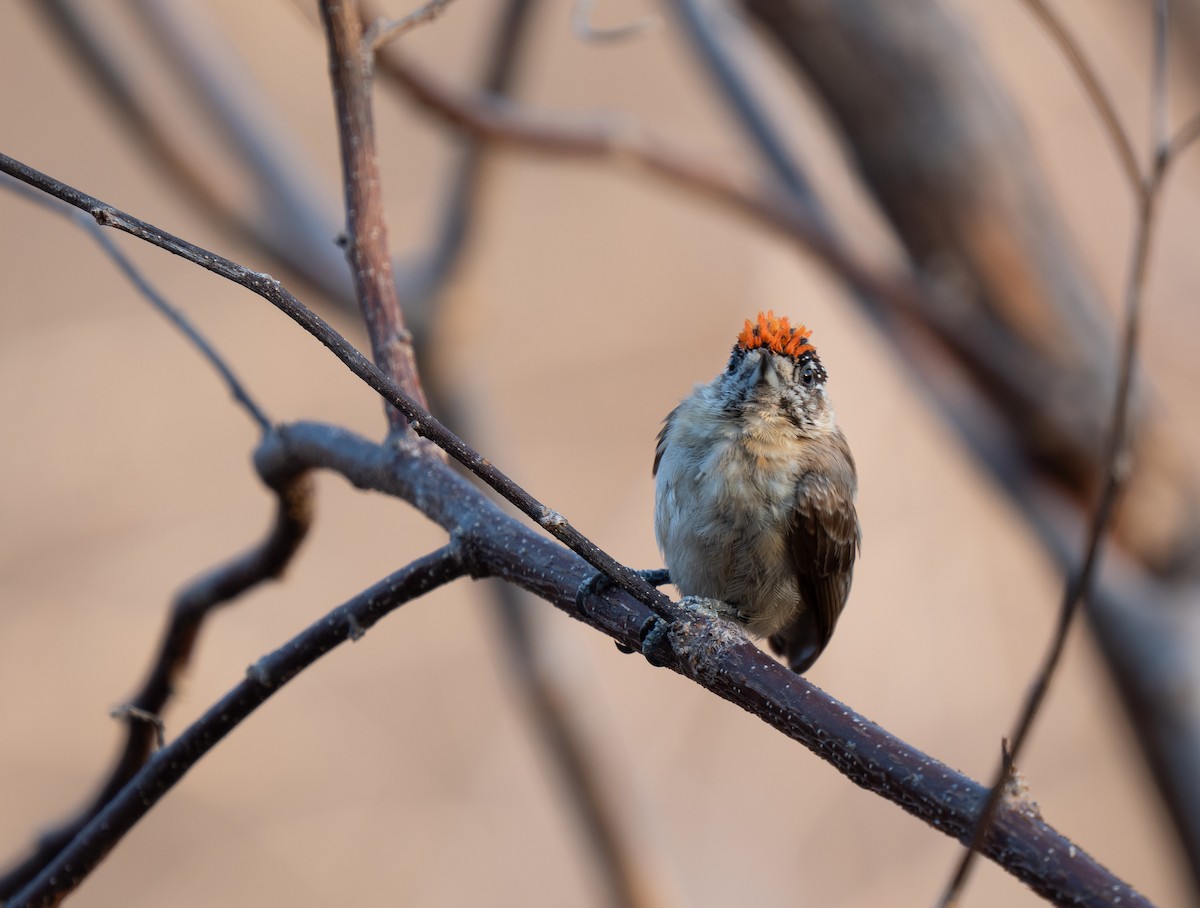 Picumne ocré - ML649501696