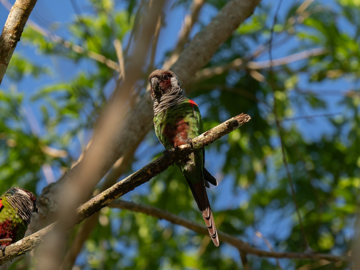 Graubrustsittich - ML649502002