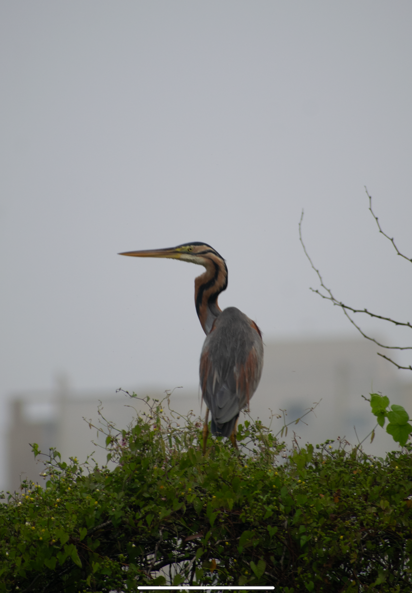 Purpurreiher - ML649502080