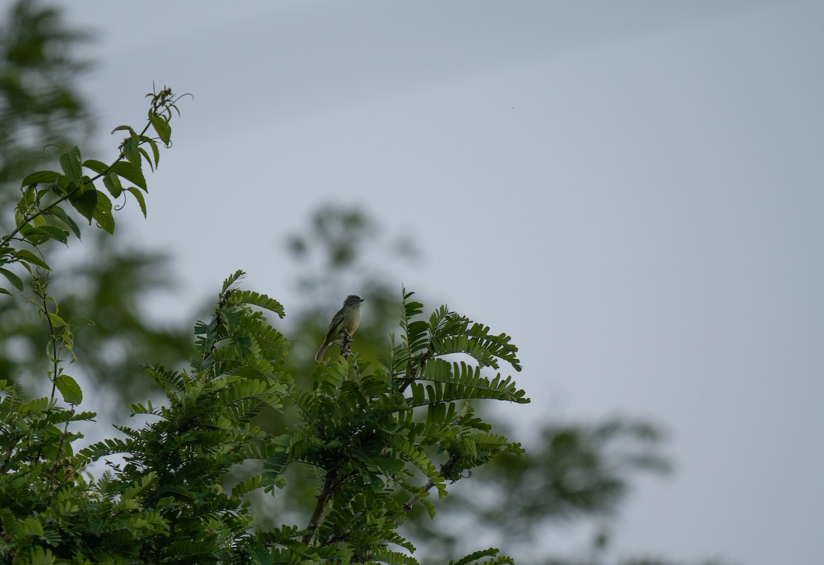 Guayanakleintyrann - ML649502083