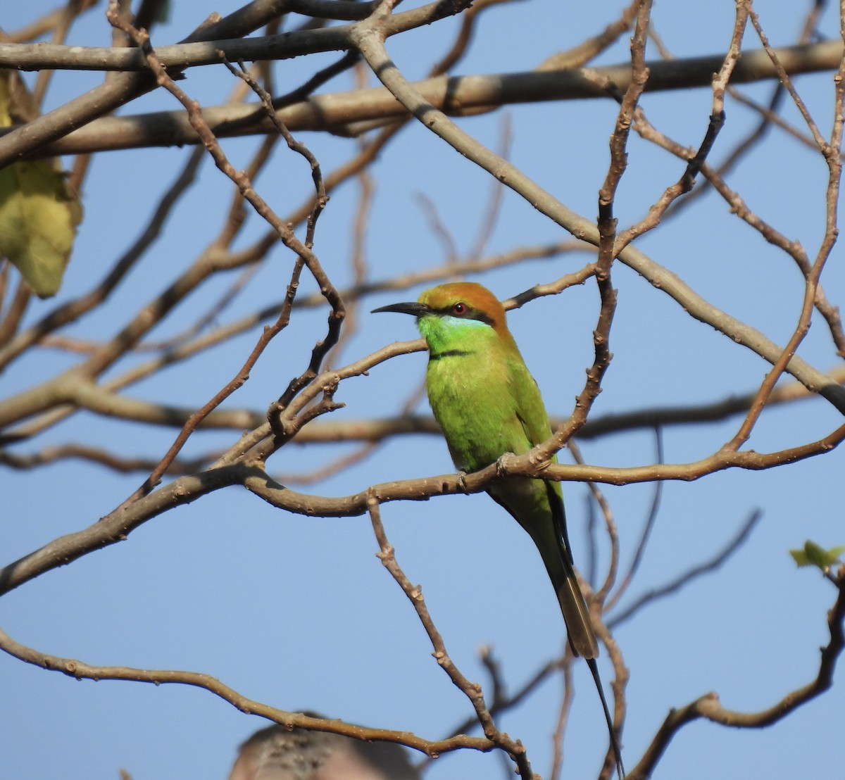 Bronzescheitel-Smaragdspint - ML649502089