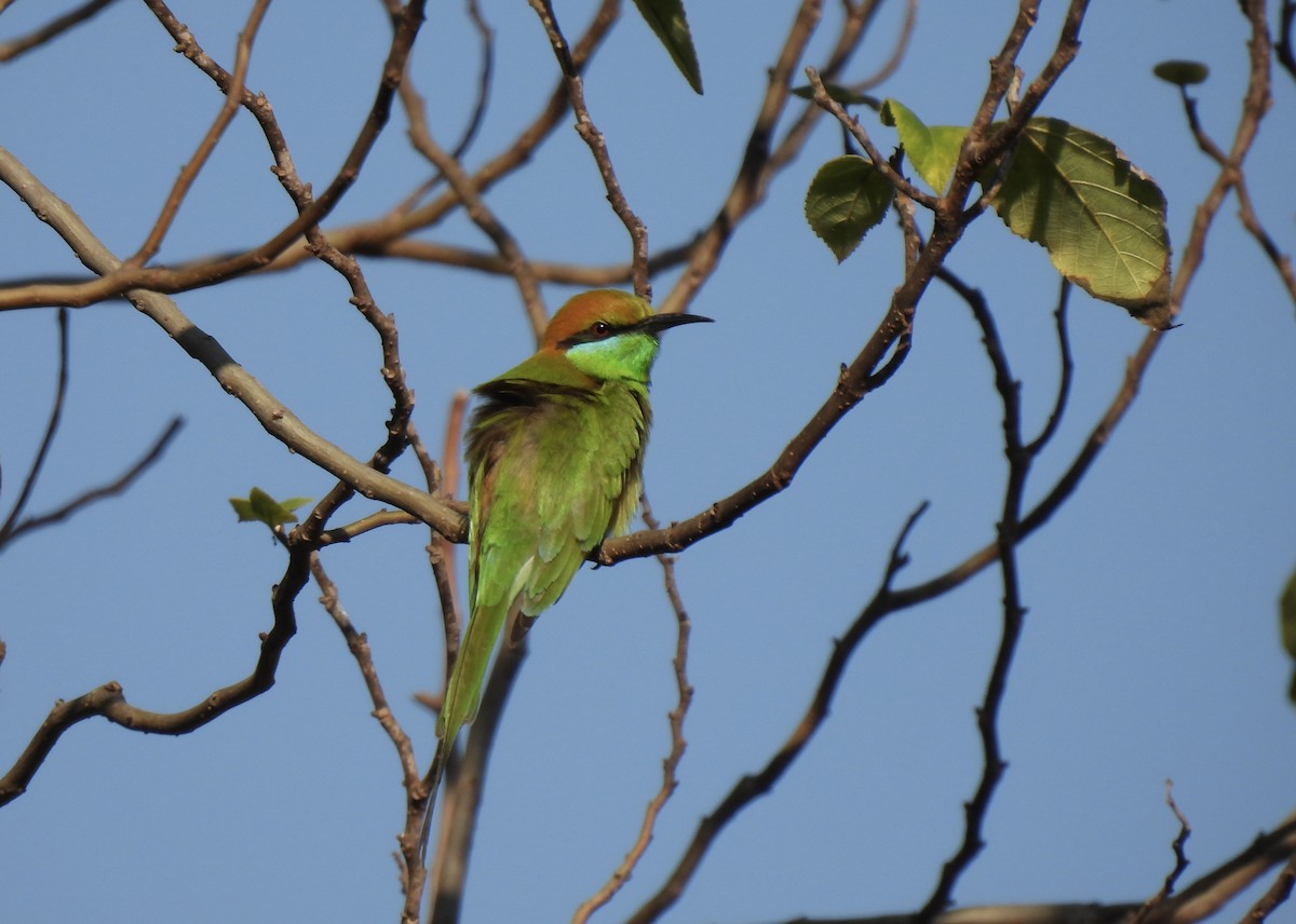 Bronzescheitel-Smaragdspint - ML649502090