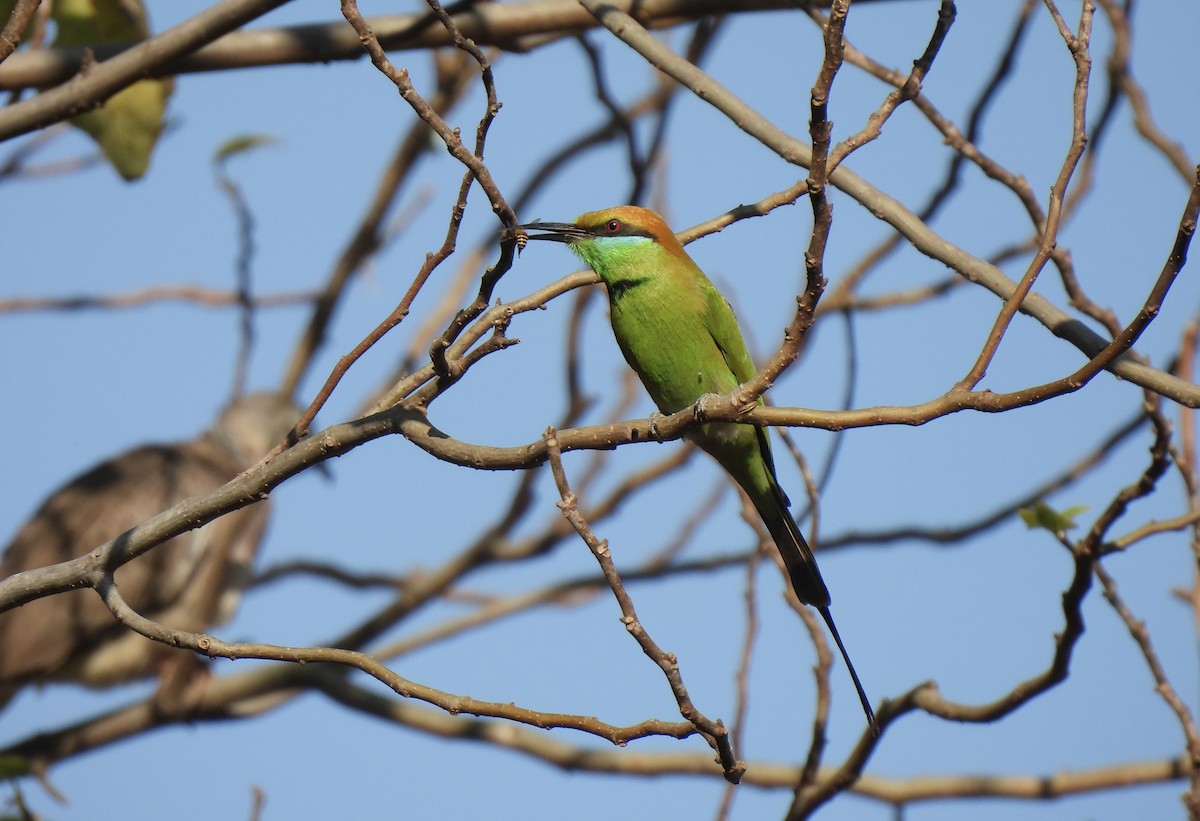 Bronzescheitel-Smaragdspint - ML649502091