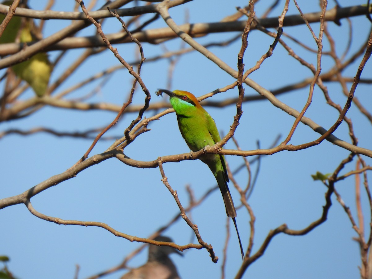 Bronzescheitel-Smaragdspint - ML649502092