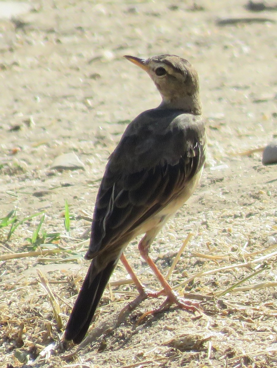 Braunrückenpieper - ML649502094